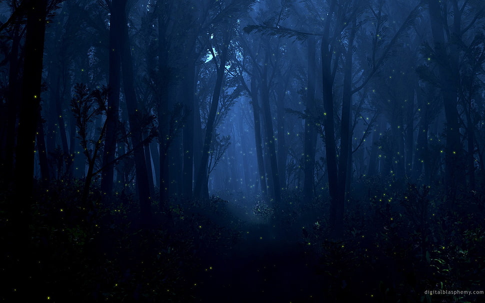 forest wallpaper, trees, forest HD wallpaper