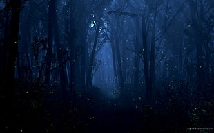 forest wallpaper, trees, forest