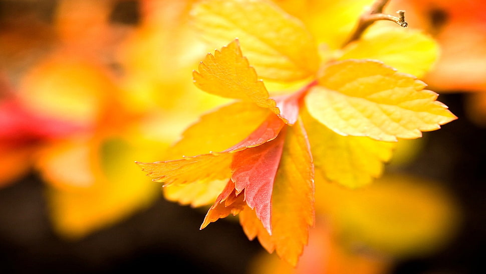 selective focus photography of yellow leaf, plants, macro, nature, leaves HD wallpaper