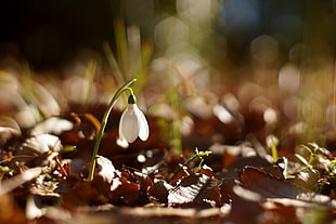 white Snowdrop flower selective focus photography HD wallpaper