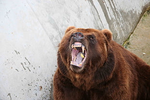 brown Grizzly Bear growling HD wallpaper