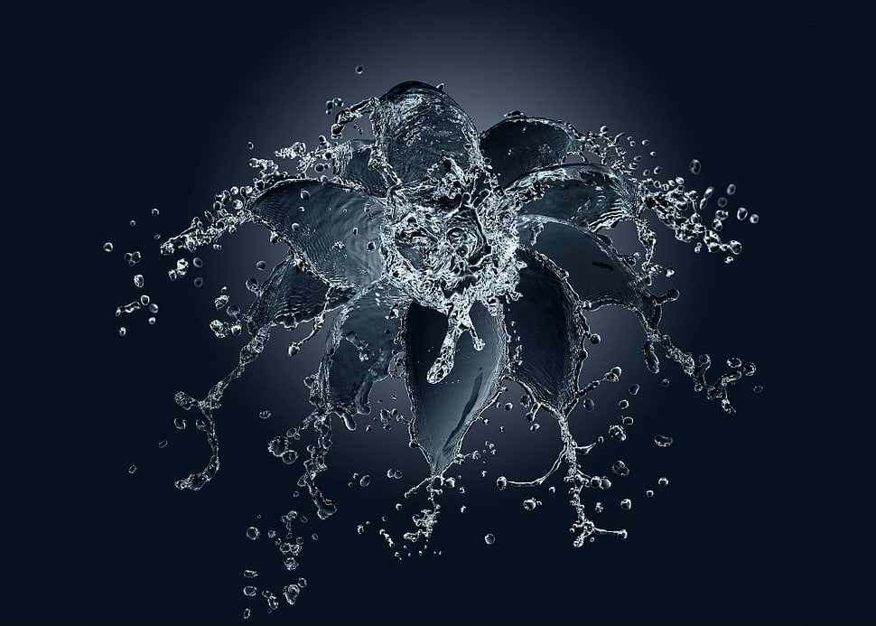 photo of dew of water on black petaled flower HD wallpaper