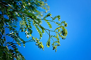 shallow focus photography of green plants during daytime