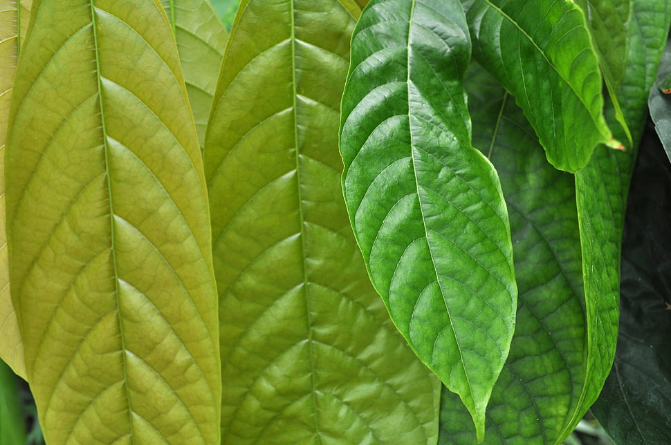 selective photography of green leaves HD wallpaper