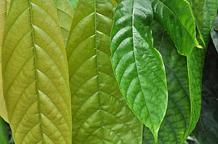 selective photography of green leaves