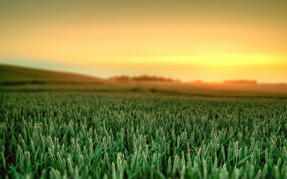 sunrise over the horizon HD wallpaper