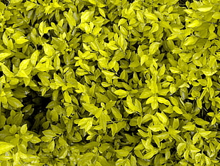 green ovate leaf plant, nature