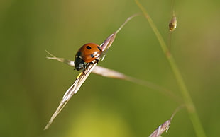 brown Ladybug perched on brown grass in closeup photo