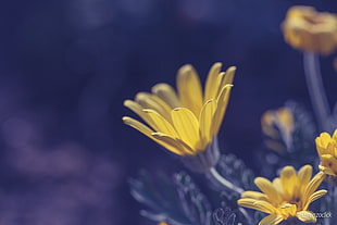 close-up photo of yellow petaled flowers HD wallpaper