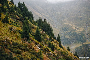 green pine trees, mountains, mountain pass, landscape, nature HD wallpaper