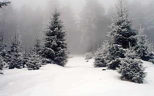 trees covered by snow and fogs at daytime
