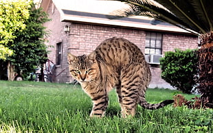 brown tabby cat on green grass lawn HD wallpaper