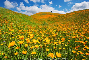 field of yellow petaled flowers, california HD wallpaper