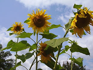 low angle photography of sunflowers HD wallpaper