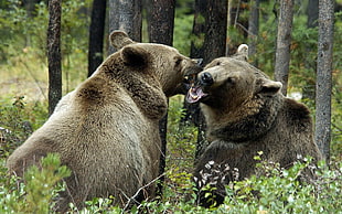 two brown bear fighting on forest