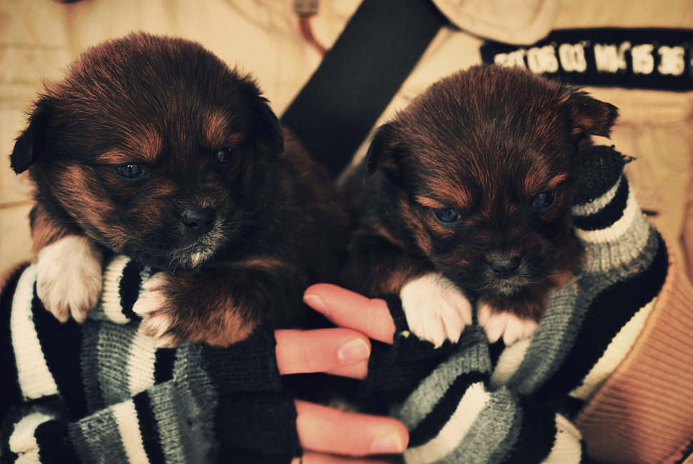 person holding two short-coated tan-and-black puppies HD wallpaper