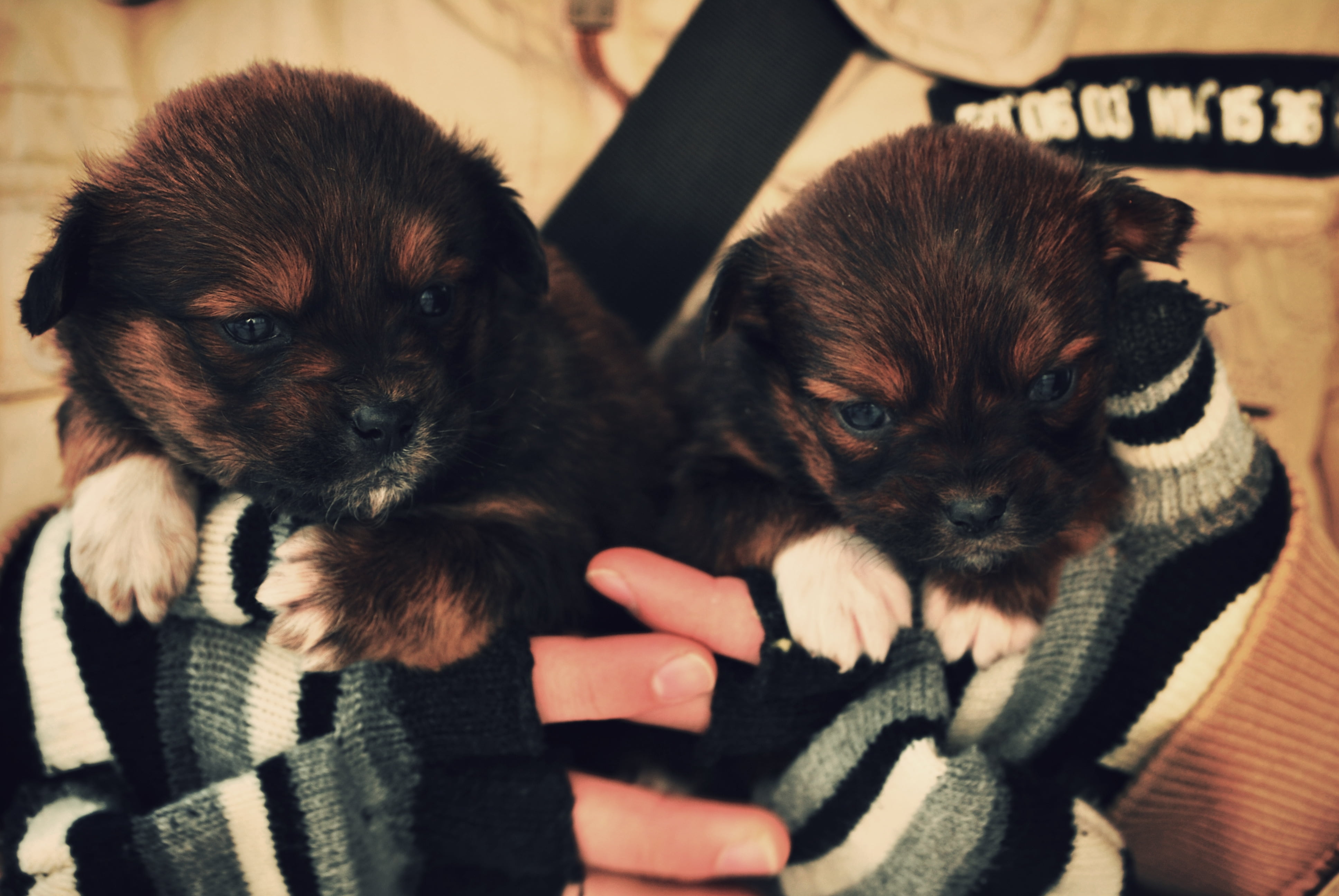person holding two short-coated tan-and-black puppies