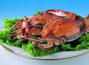 cooked crab served on white ceramic plate HD wallpaper
