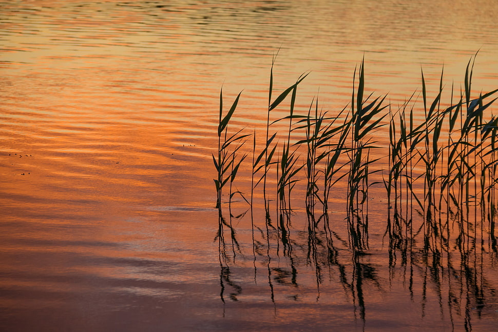 photo of mangroves during dusk HD wallpaper