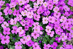 pink 4-petaled flowers closeup photography