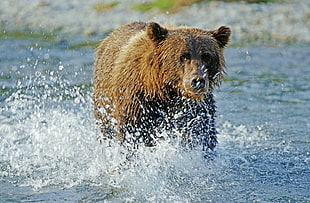 brown grizzly bear on water HD wallpaper