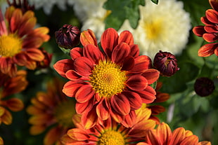 red-and-yellow daisies, Chrysanthemum, Flower, Petals