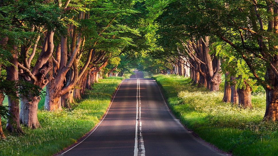 landscape photography of road between green trees HD wallpaper