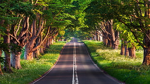 landscape photography of road between green trees HD wallpaper