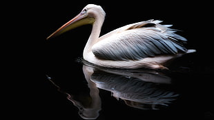 photo of white and gray pelican on body of water