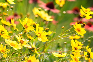shallow photography on yellow flowers