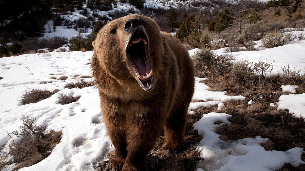brown bear HD wallpaper