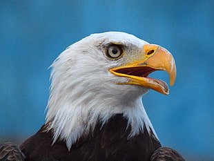 focus photography of bald eagle