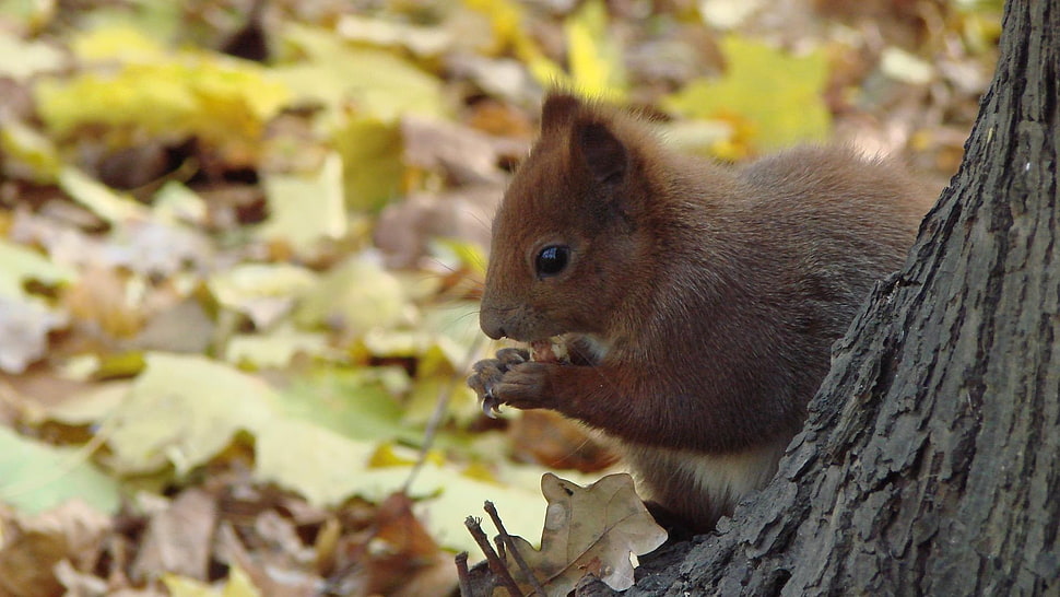 brown and black short-fur cat, squirrel HD wallpaper