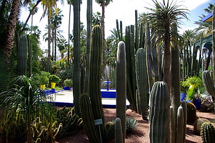 green cactus plant lot