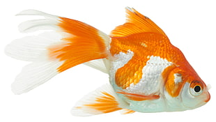 gold fish HD wallpaper