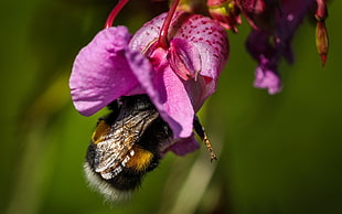 honeybee perched on pink flower