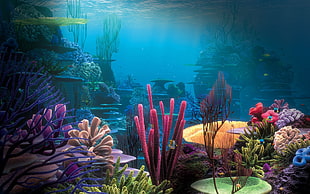 underwater photography of coral reefs