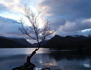 landscape photo of tree in lake surrounded by mountain ranges during daytime