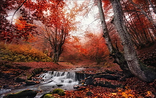 nature, landscape, fall, mist