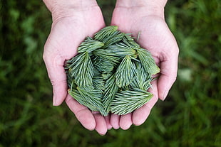 photo of person holding green leaves