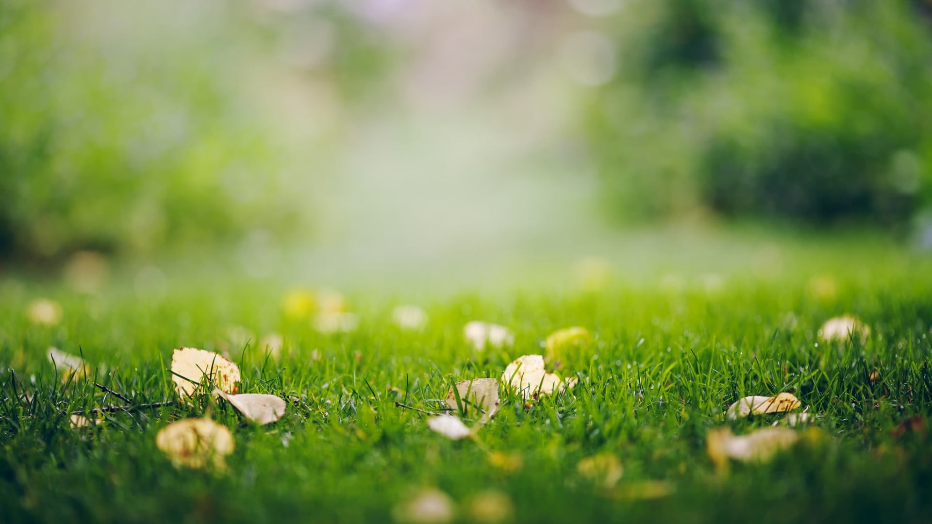 Online Crop Green Grass Field Depth Of Field Grass Leaves Nature