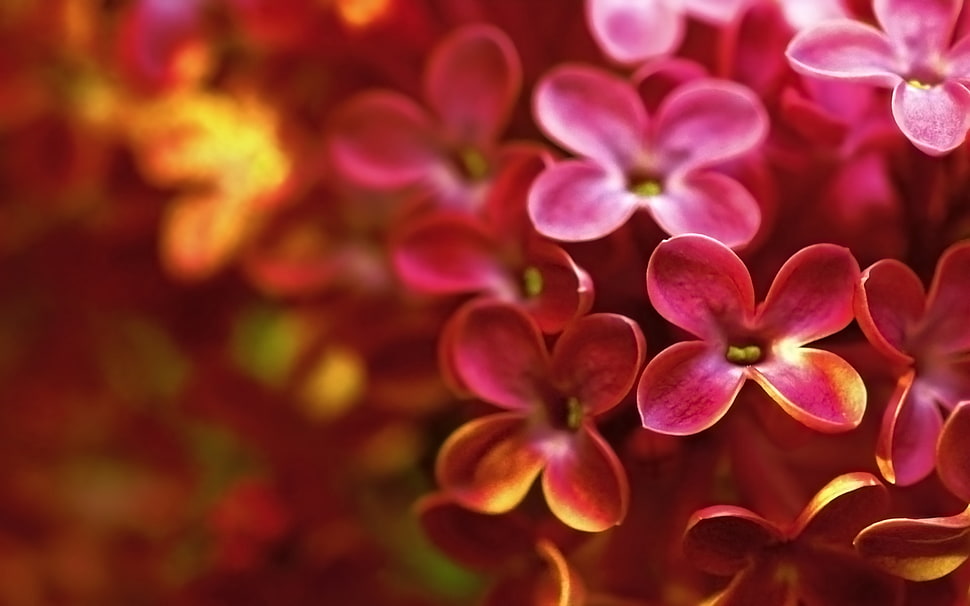 selective focus of red petaled flowers HD wallpaper