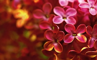 selective focus of red petaled flowers