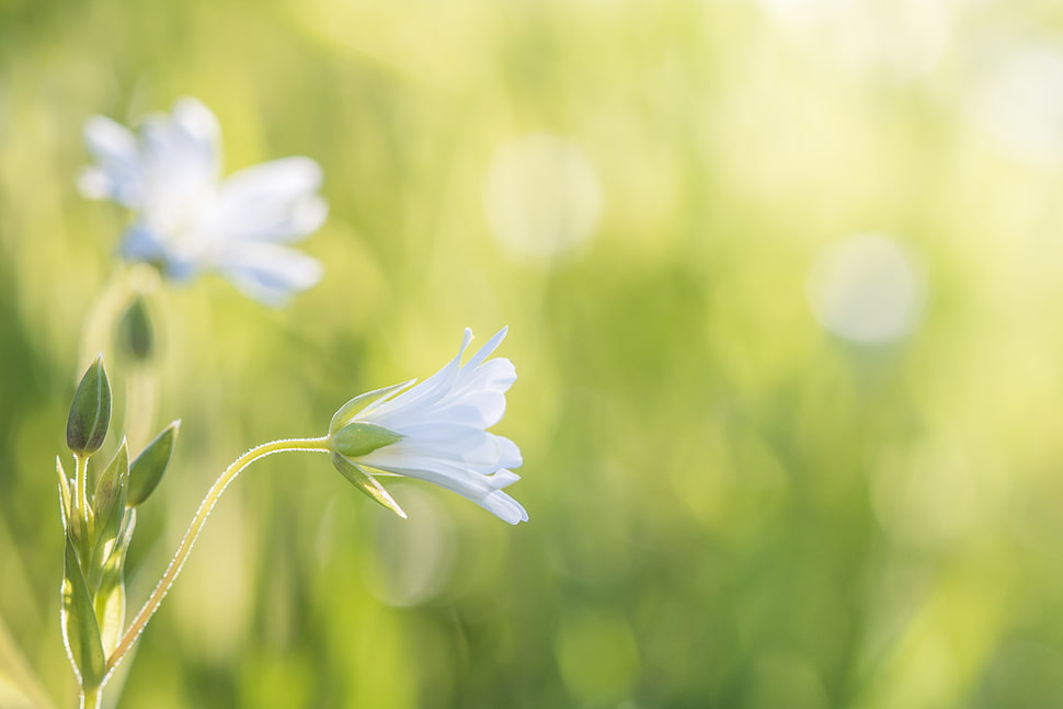 view of white flowers in fields HD wallpaper