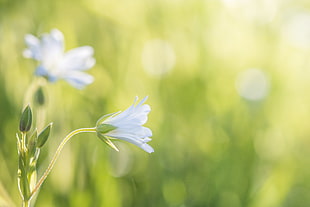 view of white flowers in fields HD wallpaper
