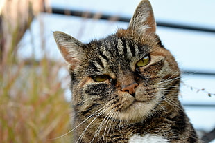 shallow focus photography of brown Tabby cat