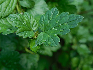 close-up photo of green leaf