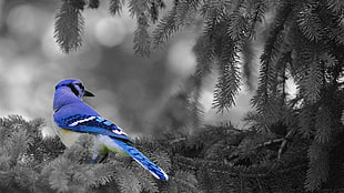 blue jay bird, selective coloring, animals, birds, blue jays