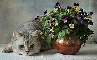 grey cat near purple and yellow Pansy flowers in brown vase