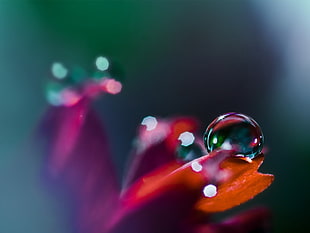macro photograph of dew